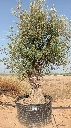 OBM80 - Olea Europaea Olivo Bonsái Malla Metálica