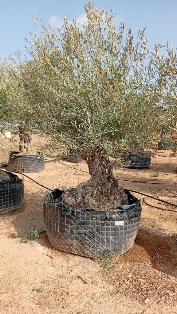 OBM80 - Olea Europaea Olivo Bonsái Malla Metálica