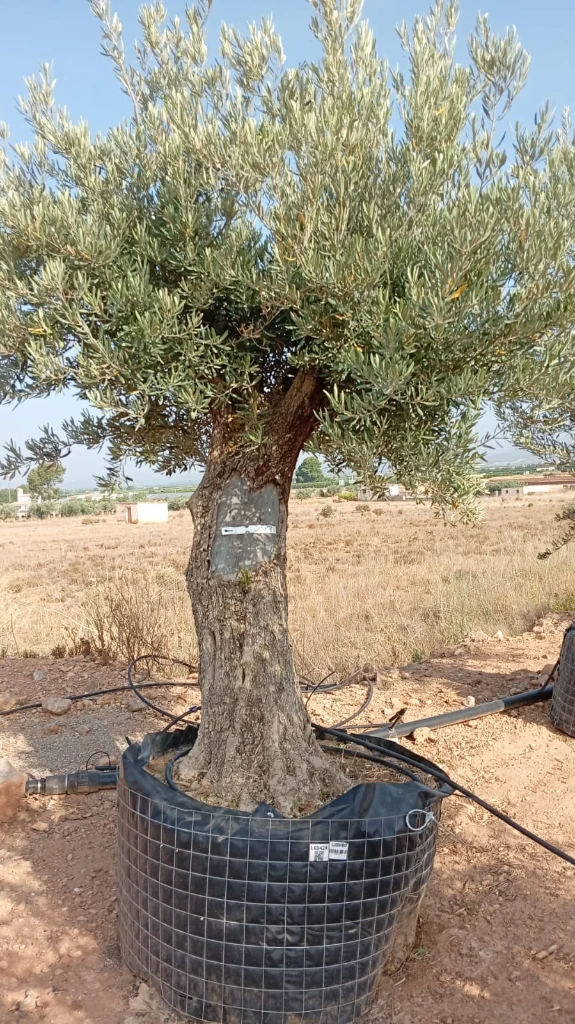 OBM80 - Olea Europaea Olivo Bonsái Malla Metálica