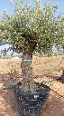 OBM80 - Olea Europaea Olivo Bonsái Malla Metálica