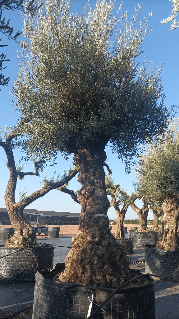 OBMA100 - Olea Europaea Olivo Bonsái Alto Malla Metálica