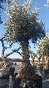 OBMA100 - Olea Europaea Olivo Bonsái Alto Malla Metálica