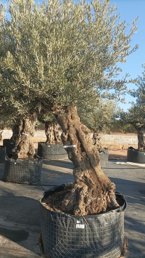 OBMA100 - Olea Europaea Olivo Bonsái Alto Malla Metálica