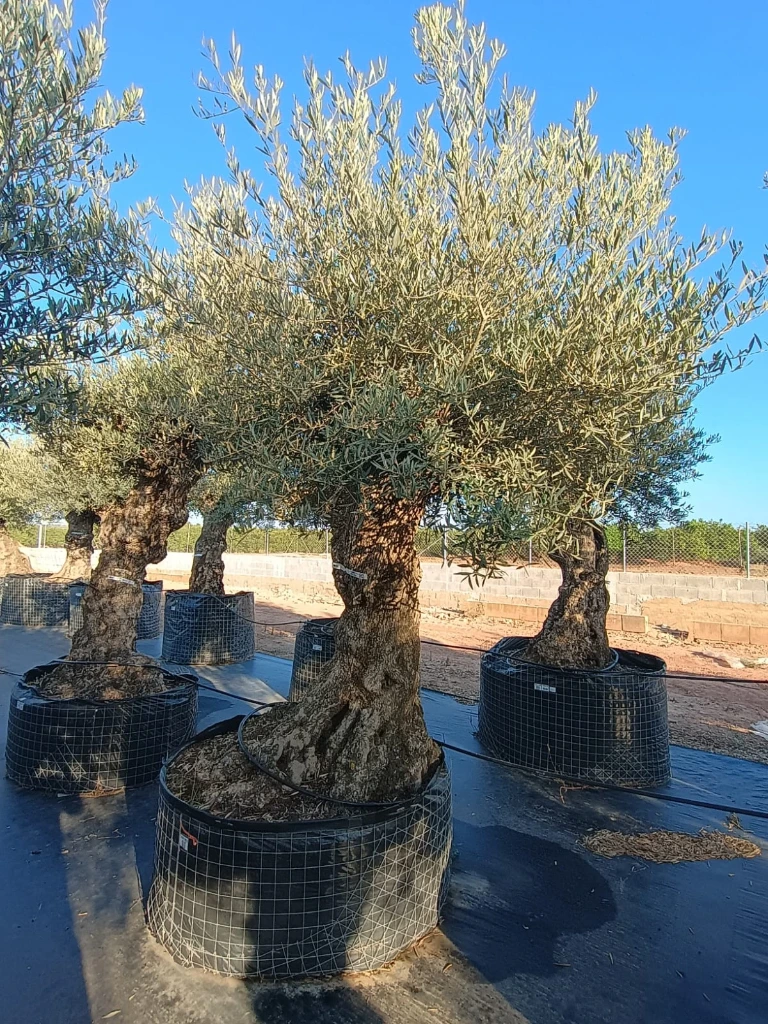 OBMA100 - Olea Europaea Olivo Bonsái Alto Malla Metálica