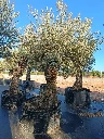 OBMA100 - Olea Europaea Olivo Bonsái Alto Malla Metálica