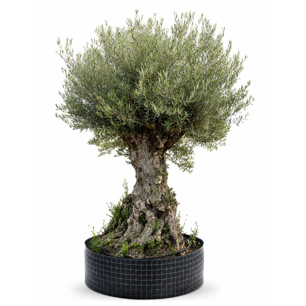 OBMA140 - Olea Europaea Olivo Bonsái Alto Malla Metálica (GENERICO [OBMA140])