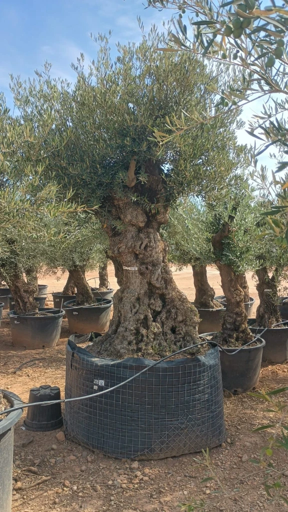 OBMA140 - Olea Europaea Olivo Bonsái Alto Malla Metálica