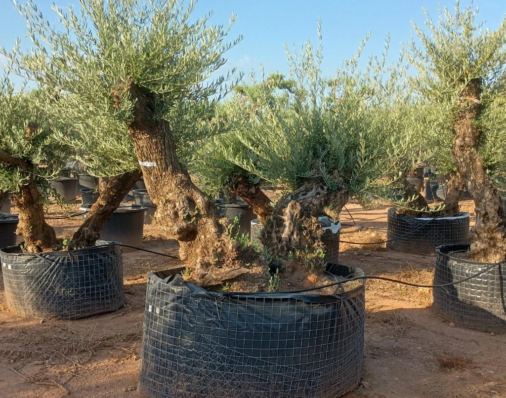 OBMD100 - Olea Europaea Olivo Bonsái Doble - Malla