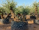 OBMD100 - Olea Europaea Olivo Bonsái Doble - Malla