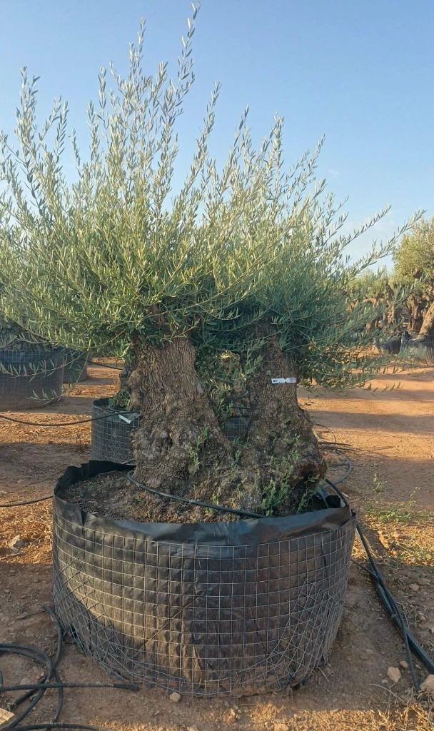 OBMD100 - Olea Europaea Olivo Bonsái Doble - Malla