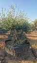 OBMD100 - Olea Europaea Olivo Bonsái Doble - Malla