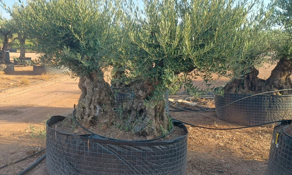 OBMD100 - Olea Europaea Olivo Bonsái Doble - Malla