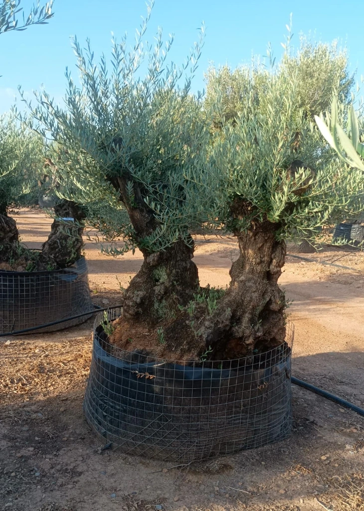 OBMD100 - Olea Europaea Olivo Bonsái Doble - Malla