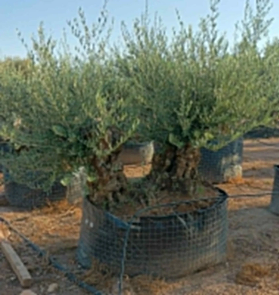 OBMD100 - Olea Europaea Olivo Bonsái Doble - Malla