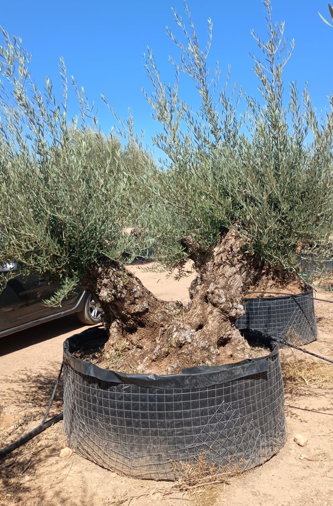 OBMD100 - Olea Europaea Olivo Bonsái Doble - Malla