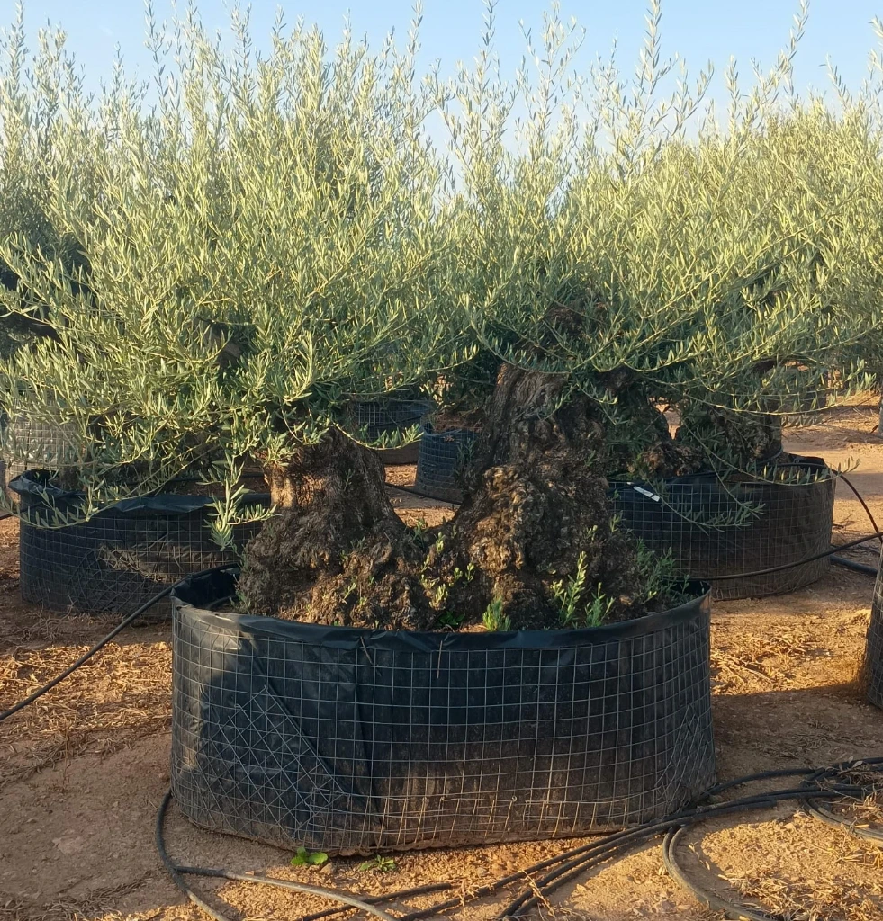 OBMD120 - Olea Europaea Olivo Bonsái Doble - Malla