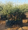 OBMD120 - Olea Europaea Olivo Bonsái Doble - Malla