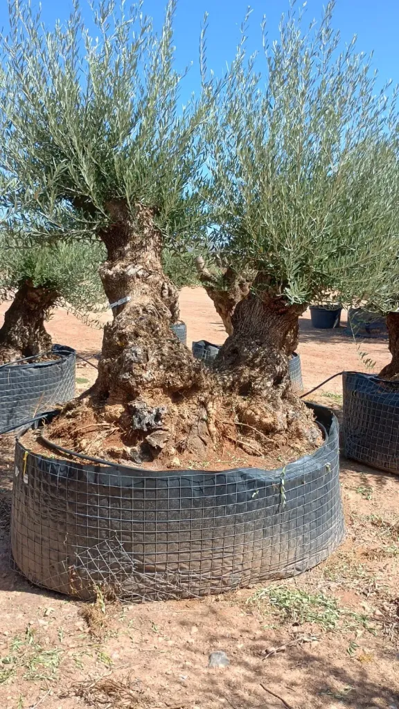 OBMD120 - Olea Europaea Olivo Bonsái Doble - Malla