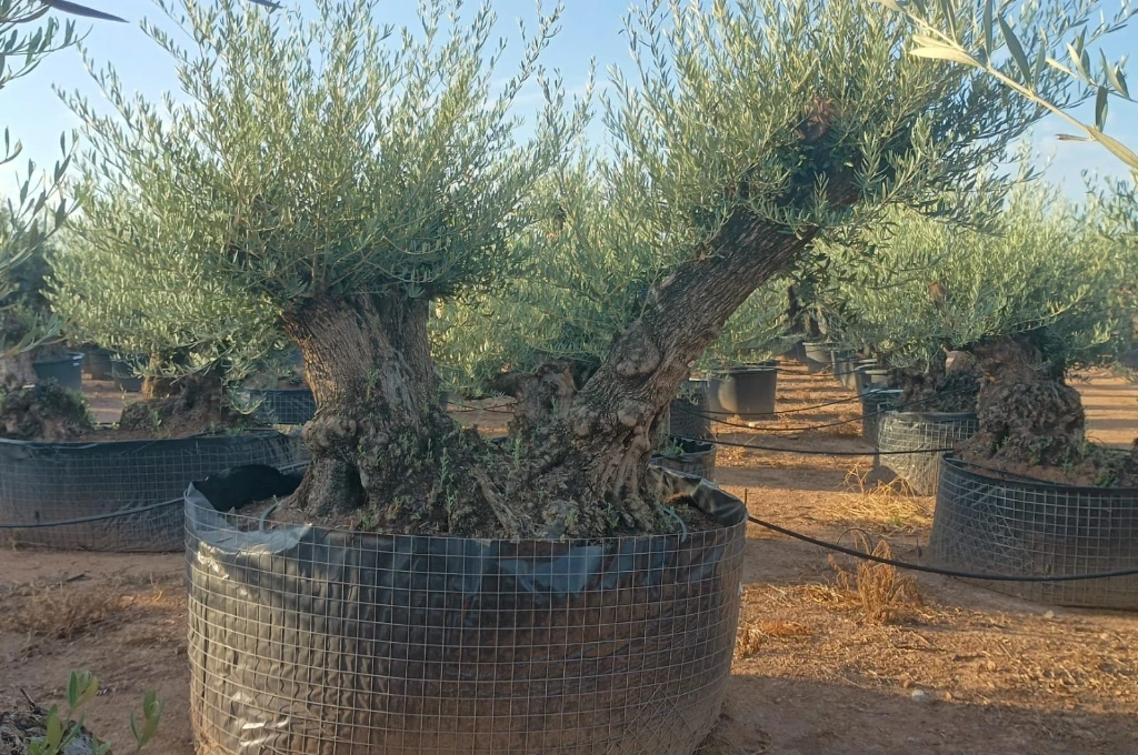 OBMD120 - Olea Europaea Olivo Bonsái Doble - Malla