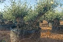 OBMD120 - Olea Europaea Olivo Bonsái Doble - Malla