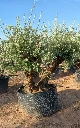 OBMD60 - Olea Europaea Olivo Bonsái Doble - Malla
