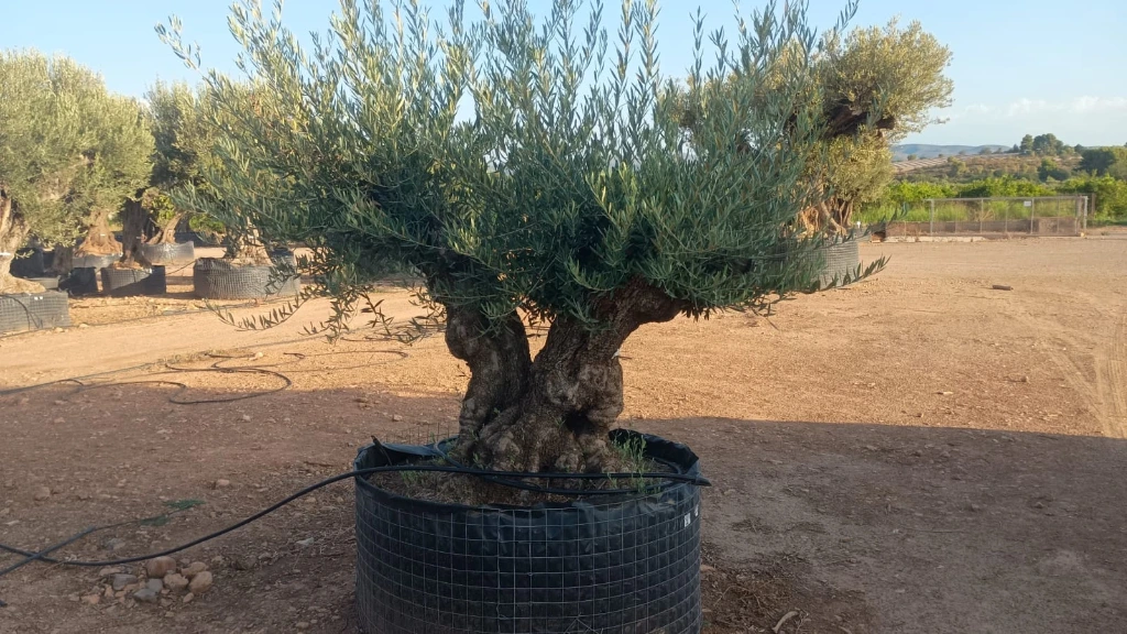 OBMD60 - Olea Europaea Olivo Bonsái Doble - Malla