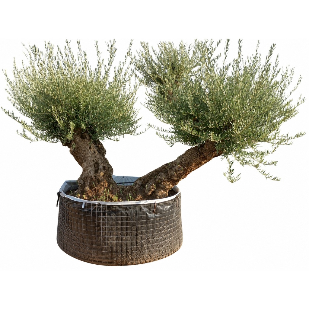 OBMD80 - Olea Europaea Olivo Bonsái Doble - Malla