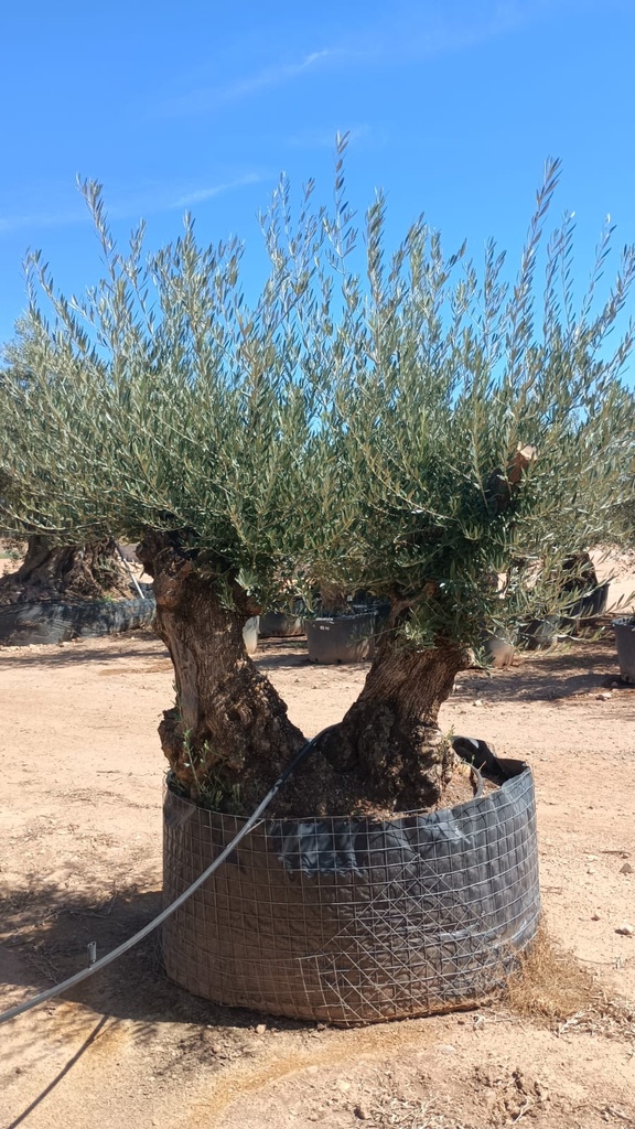 OBMD80 - Olea Europaea Olivo Bonsái Doble - Malla