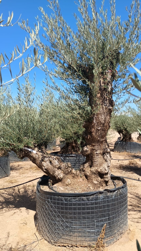 OBMD80 - Olea Europaea Olivo Bonsái Doble - Malla