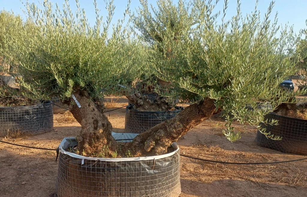 OBMD80 - Olea Europaea Olivo Bonsái Doble - Malla