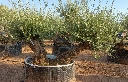 OBMD80 - Olea Europaea Olivo Bonsái Doble - Malla
