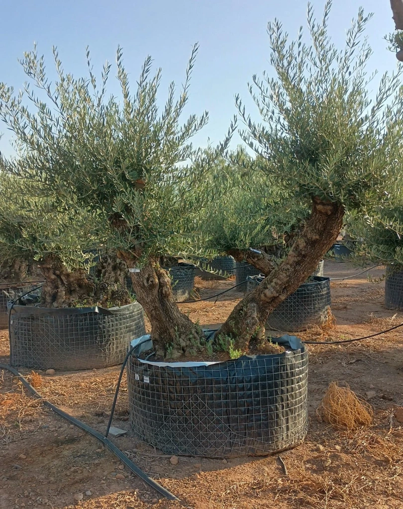 OBMD80 - Olea Europaea Olivo Bonsái Doble - Malla