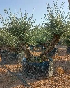 OBMD80 - Olea Europaea Olivo Bonsái Doble - Malla