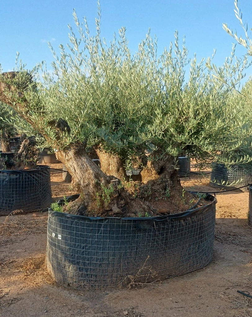 OBMT100 - Olea Europaea Olivo Bonsái Triple - Malla