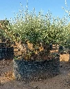 OBMT100 - Olea Europaea Olivo Bonsái Triple - Malla