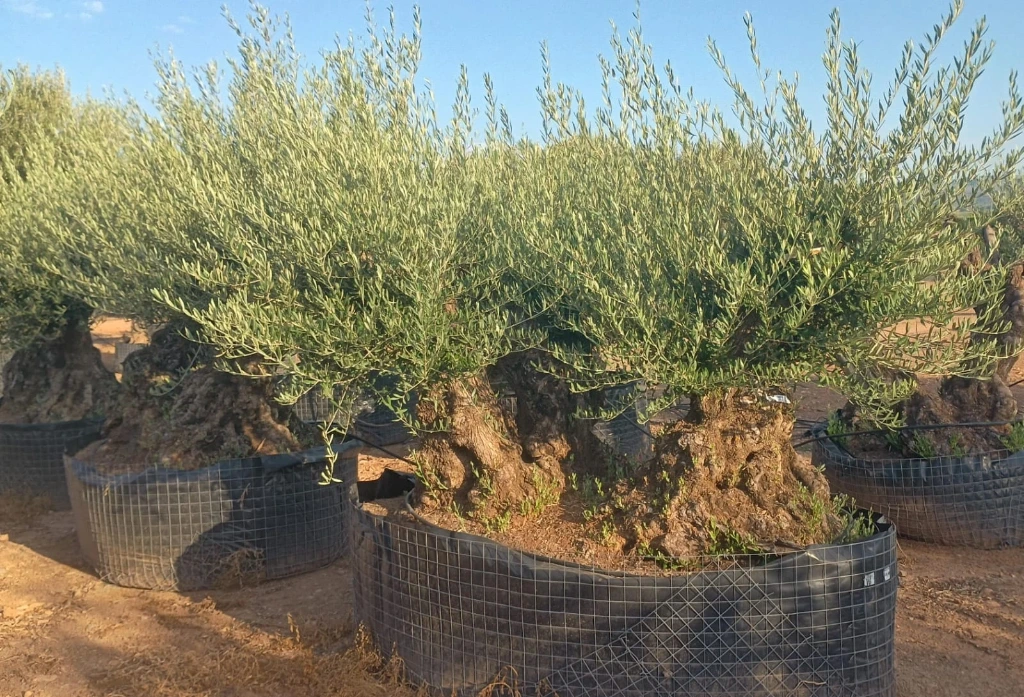 OBMT100 - Olea Europaea Olivo Bonsái Triple - Malla