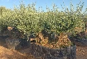 OBMT100 - Olea Europaea Olivo Bonsái Triple - Malla