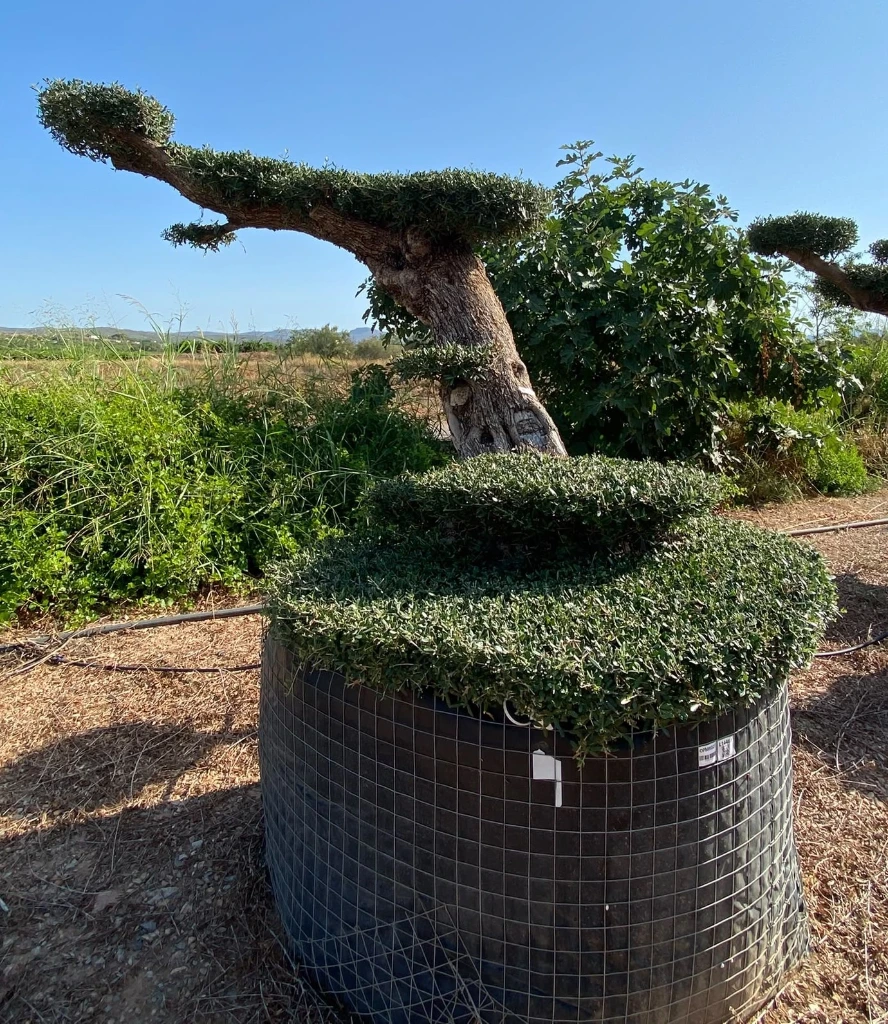 OBMR05T - Olea Europaea Bonsái Malla Tumbado R.05