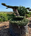 OBMR05T - Olea Europaea Bonsái Malla Tumbado R.05