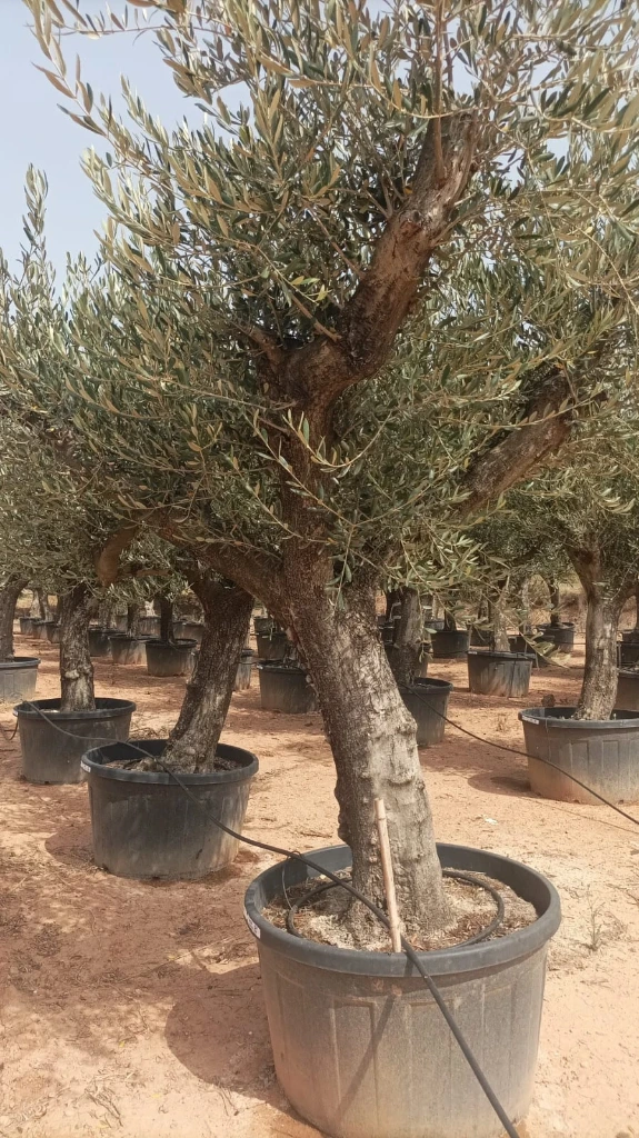 ONC285 - Olea Europaea Forma Natural