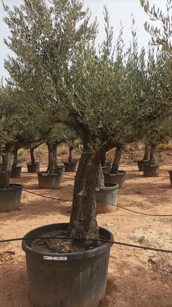 ONC285 - Olea Europaea Forma Natural