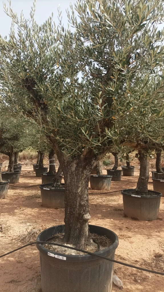 ONC285 - Olea Europaea Forma Natural