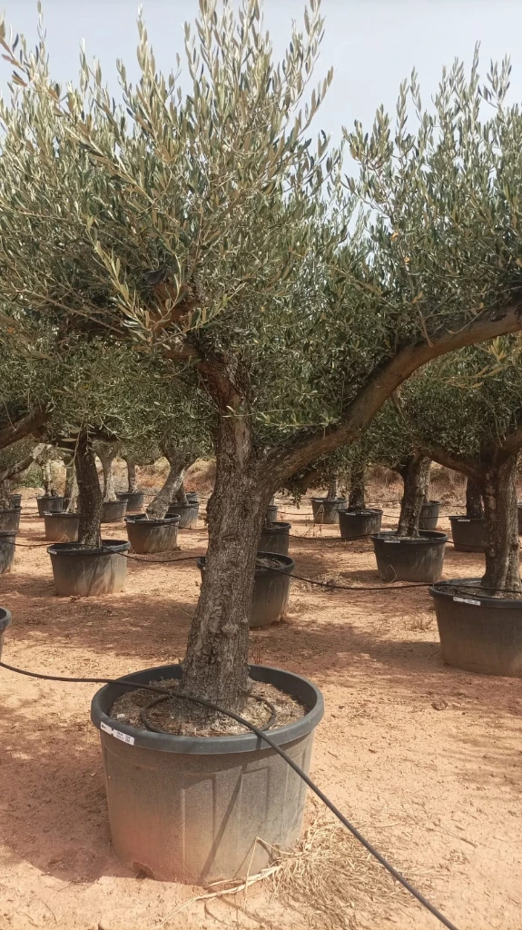 ONC285 - Olea Europaea Forma Natural
