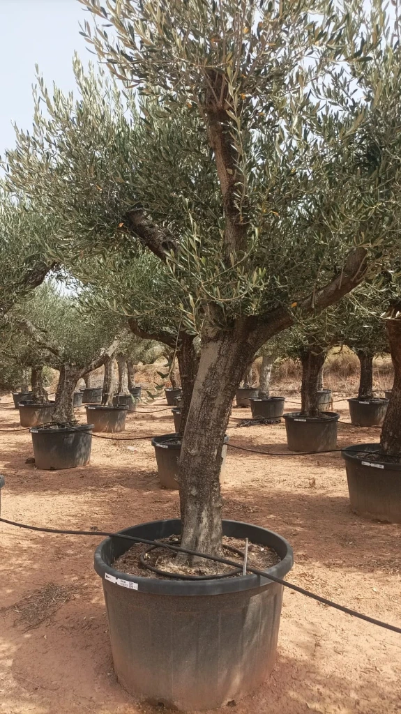 ONC285 - Olea Europaea Forma Natural