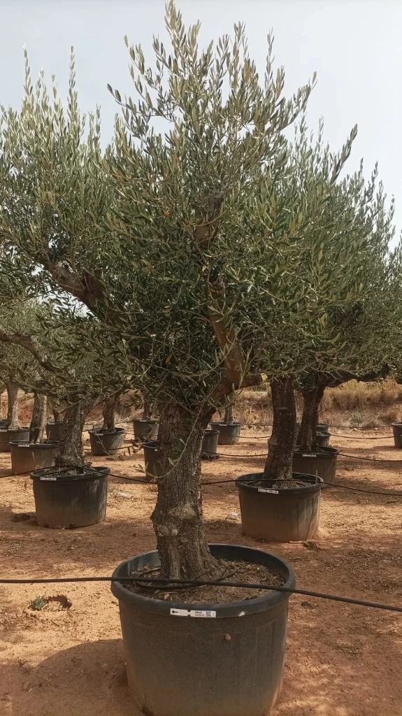 ONC285 - Olea Europaea Forma Natural
