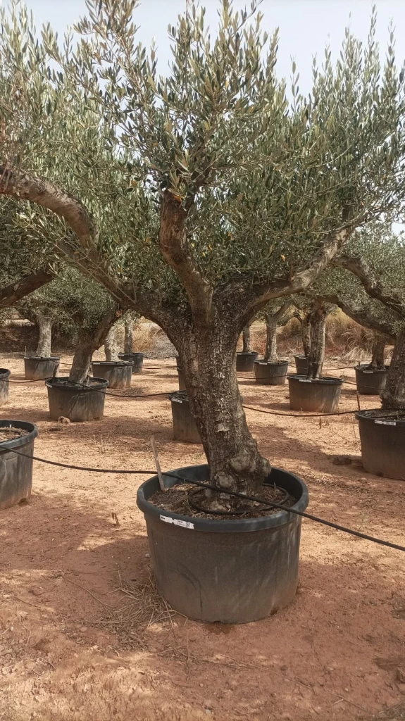 ONC285 - Olea Europaea Forma Natural