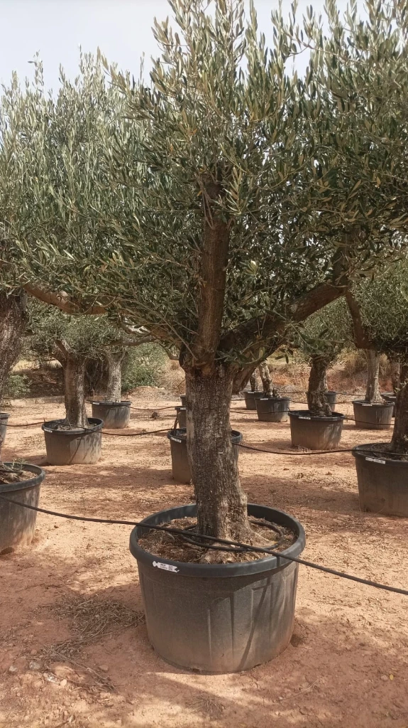 ONC285 - Olea Europaea Forma Natural