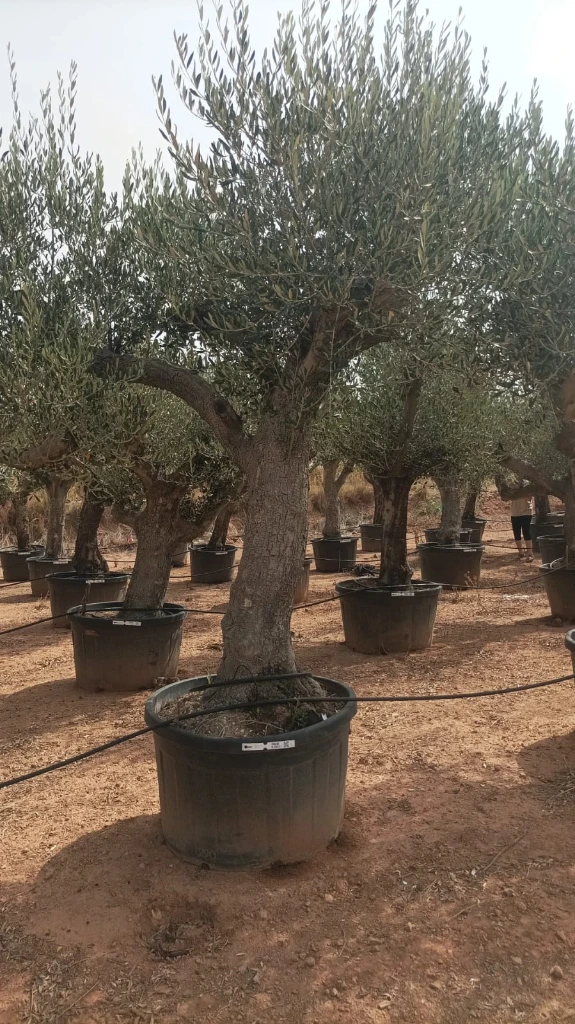 ONC285 - Olea Europaea Forma Natural