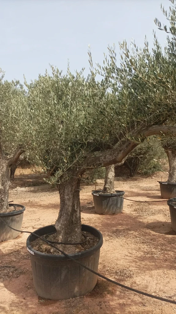 ONC285 - Olea Europaea Forma Natural