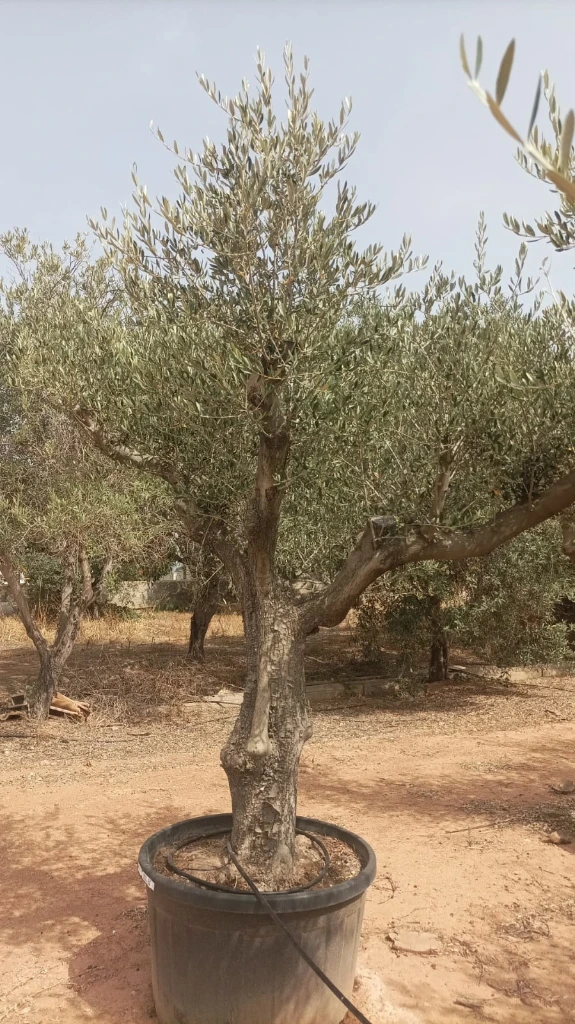 ONC285 - Olea Europaea Forma Natural